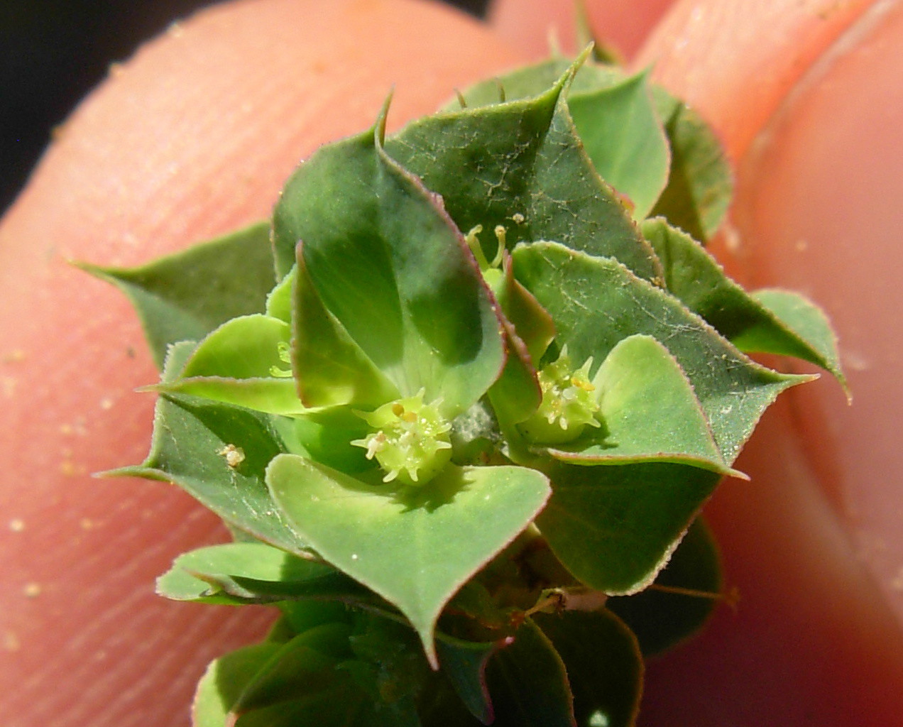 Euphorbia falcata L. subsp. falcata